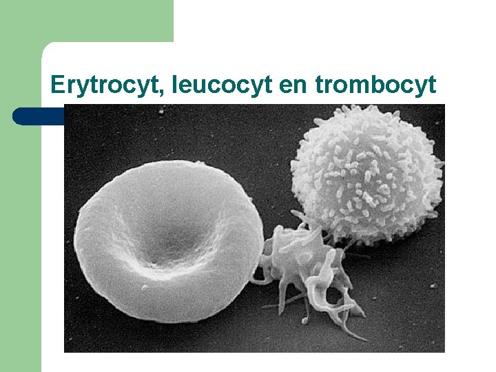 Erytrocyt, leucocyt en trombocyt 