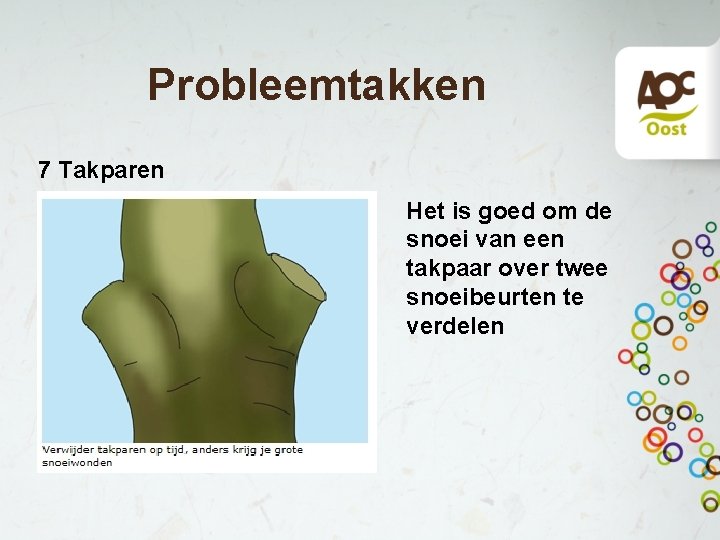 Probleemtakken 7 Takparen Het is goed om de snoei van een takpaar over twee