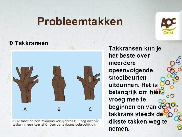 Probleemtakken 8 Takkransen kun je het beste over meerdere opeenvolgende snoeibeurten uitdunnen. Het is