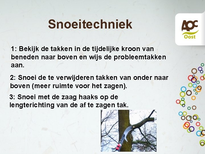 Snoeitechniek 1: Bekijk de takken in de tijdelijke kroon van beneden naar boven en