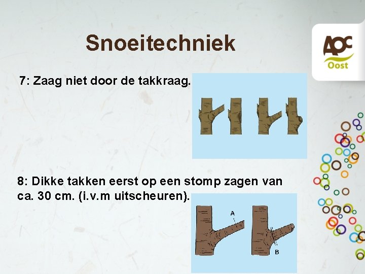 Snoeitechniek 7: Zaag niet door de takkraag. 8: Dikke takken eerst op een stomp