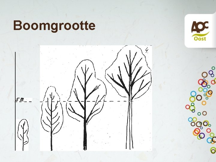 Boomgrootte 