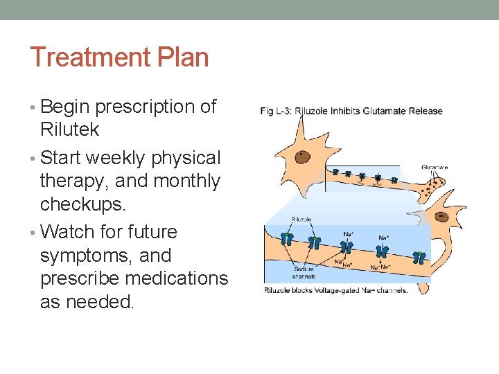 Treatment Plan • Begin prescription of Rilutek • Start weekly physical therapy, and monthly