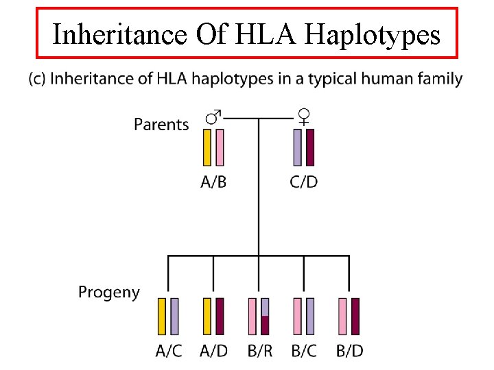 Inheritance Of HLA Haplotypes 