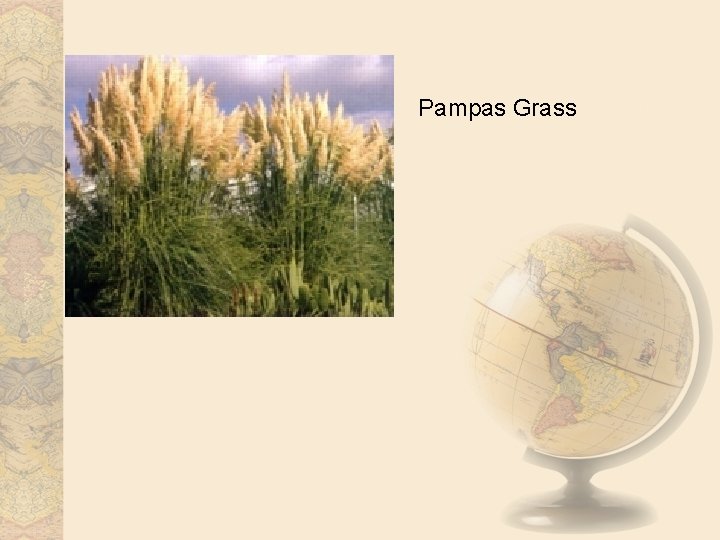 Pampas Grass 