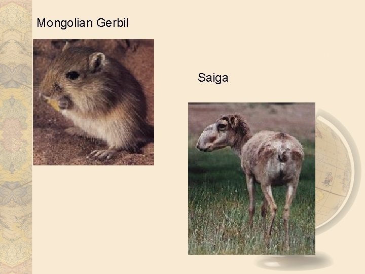 Mongolian Gerbil Saiga 