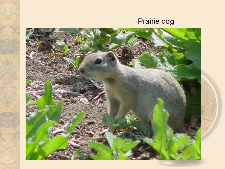 Prairie dog 