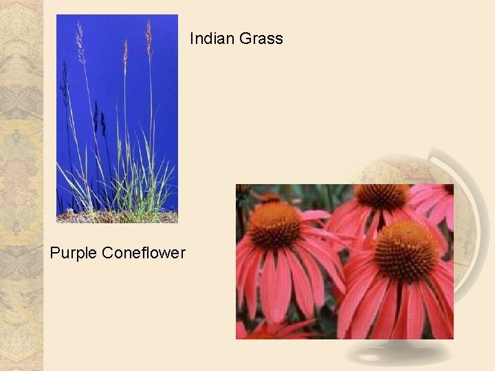 Indian Grass Purple Coneflower 