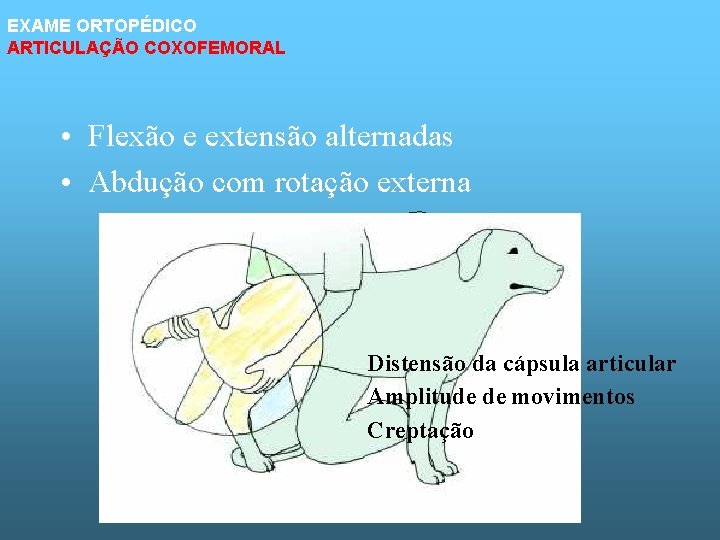 EXAME ORTOPÉDICO ARTICULAÇÃO COXOFEMORAL • Flexão e extensão alternadas • Abdução com rotação externa