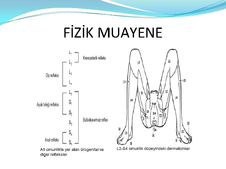 FİZİK MUAYENE 