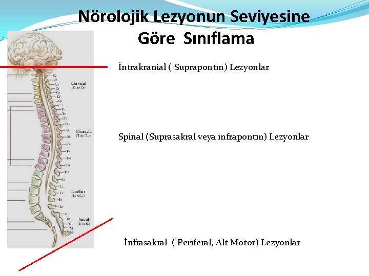 Nörolojik Lezyonun Seviyesine Göre Sınıflama İntrakranial ( Suprapontin) Lezyonlar Spinal (Suprasakral veya infrapontin) Lezyonlar