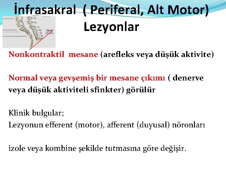 İnfrasakral ( Periferal, Alt Motor) Lezyonlar Nonkontraktil mesane (arefleks veya düşük aktivite) Normal veya