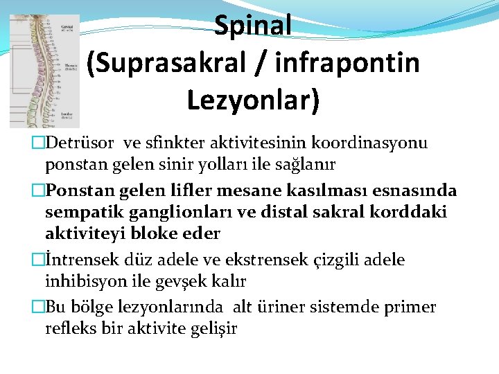 Spinal (Suprasakral / infrapontin Lezyonlar) �Detrüsor ve sfinkter aktivitesinin koordinasyonu ponstan gelen sinir yolları