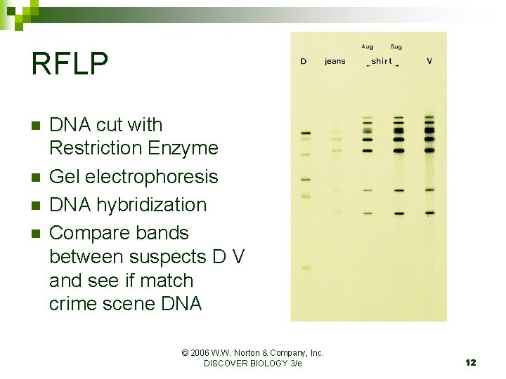 RFLP n n DNA cut with Restriction Enzyme Gel electrophoresis DNA hybridization Compare bands