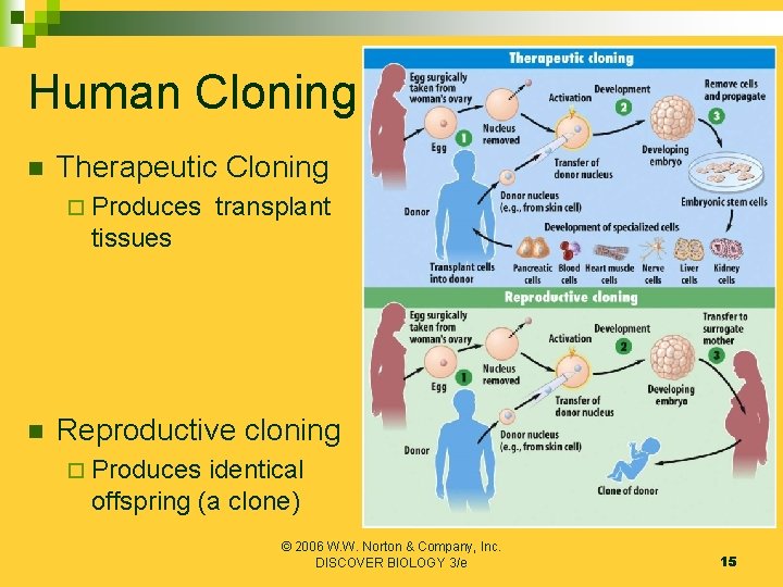 Human Cloning n Therapeutic Cloning ¨ Produces transplant tissues n Reproductive cloning ¨ Produces