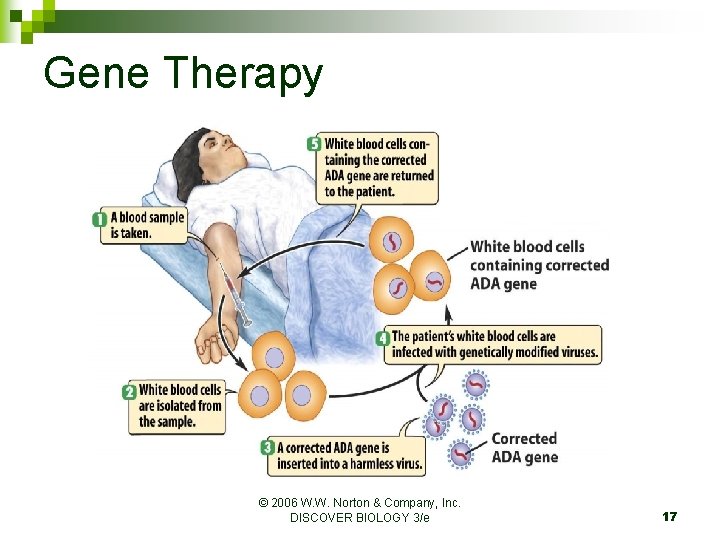 Gene Therapy © 2006 W. W. Norton & Company, Inc. DISCOVER BIOLOGY 3/e 17