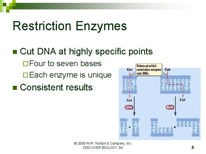 Restriction Enzymes n Cut DNA at highly specific points ¨ Four to seven bases