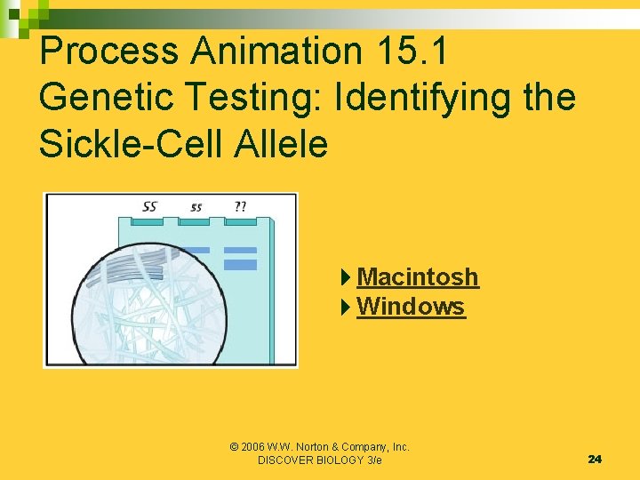 Process Animation 15. 1 Genetic Testing: Identifying the Sickle-Cell Allele Macintosh Windows © 2006