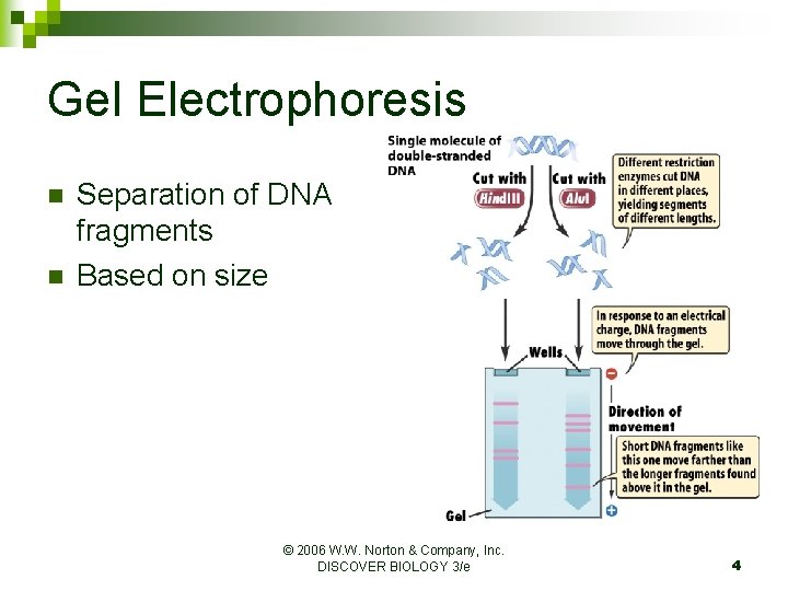 Gel Electrophoresis n n Separation of DNA fragments Based on size © 2006 W.