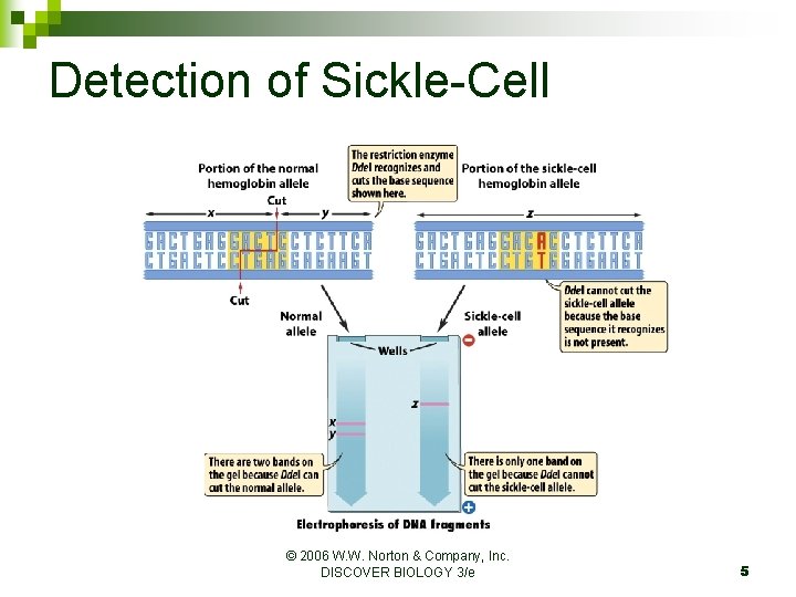 Detection of Sickle-Cell © 2006 W. W. Norton & Company, Inc. DISCOVER BIOLOGY 3/e