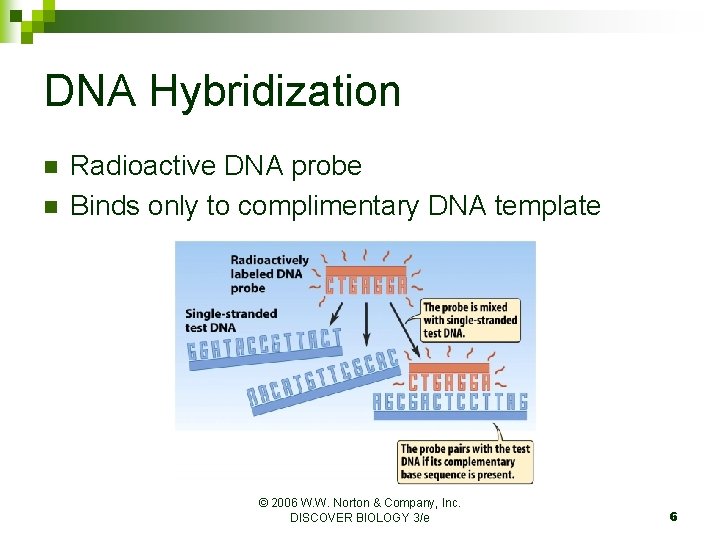 DNA Hybridization n n Radioactive DNA probe Binds only to complimentary DNA template ©