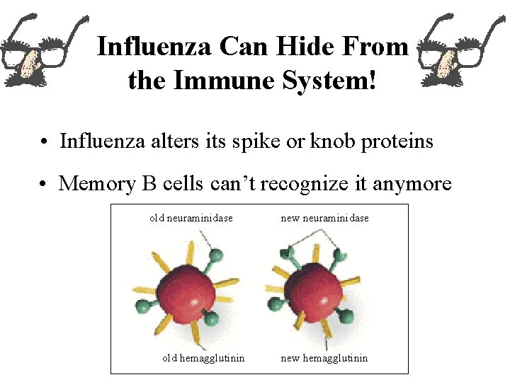 Influenza Can Hide From the Immune System! • Influenza alters its spike or knob