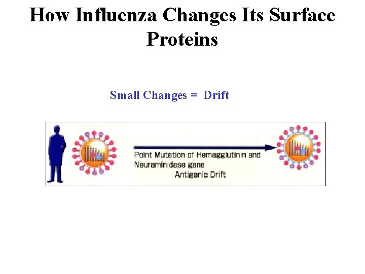 How Influenza Changes Its Surface Proteins Small Changes = Drift 