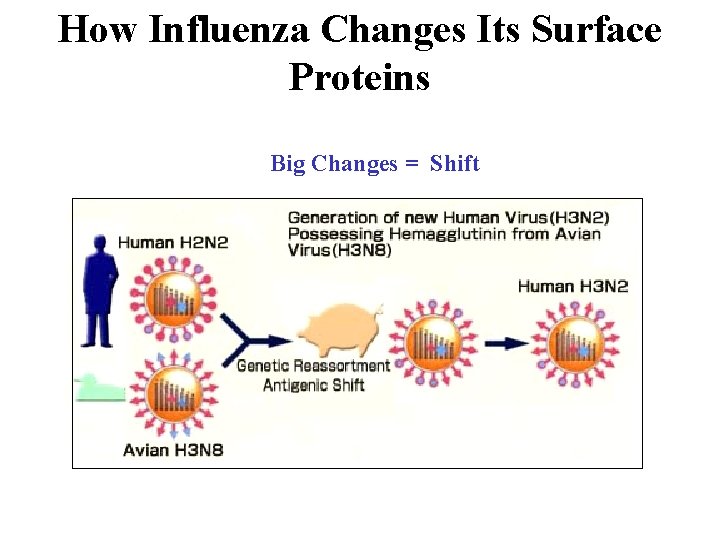 How Influenza Changes Its Surface Proteins Big Changes = Shift 