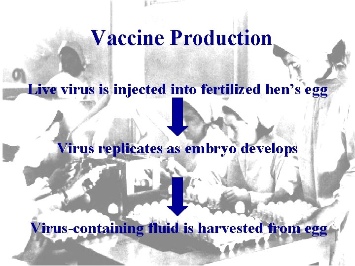 Vaccine Production Live virus is injected into fertilized hen’s egg Virus replicates as embryo