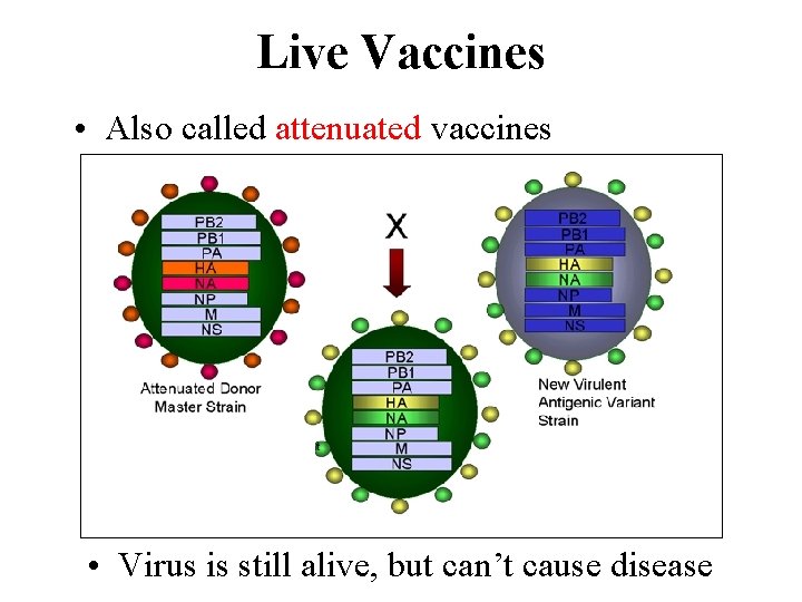 Live Vaccines • Also called attenuated vaccines • Virus is still alive, but can’t