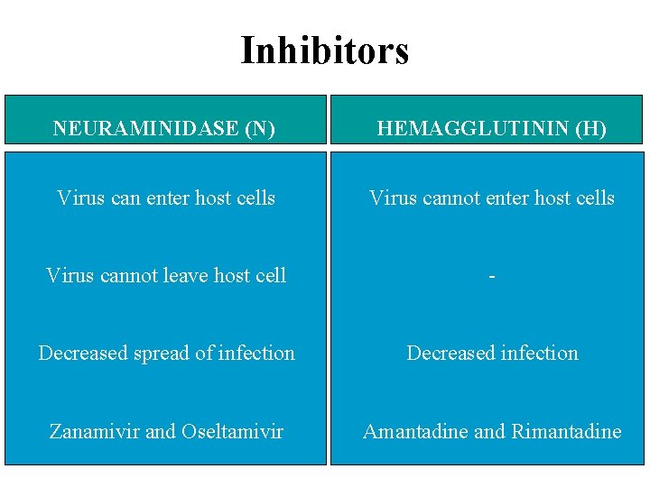 Inhibitors NEURAMINIDASE (N) HEMAGGLUTININ (H) Virus can enter host cells Virus cannot leave host