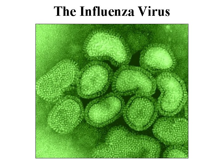 The Influenza Virus 