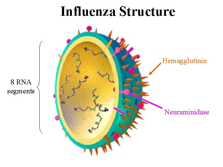 Influenza Structure Hemagglutinin 8 RNA segments Neuraminidase 