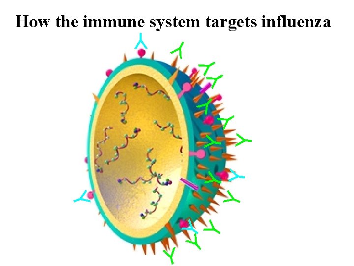 Y Y How the immune system targets influenza Y Y Y Y 