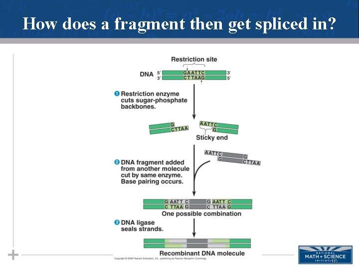 How does a fragment then get spliced in? 10 