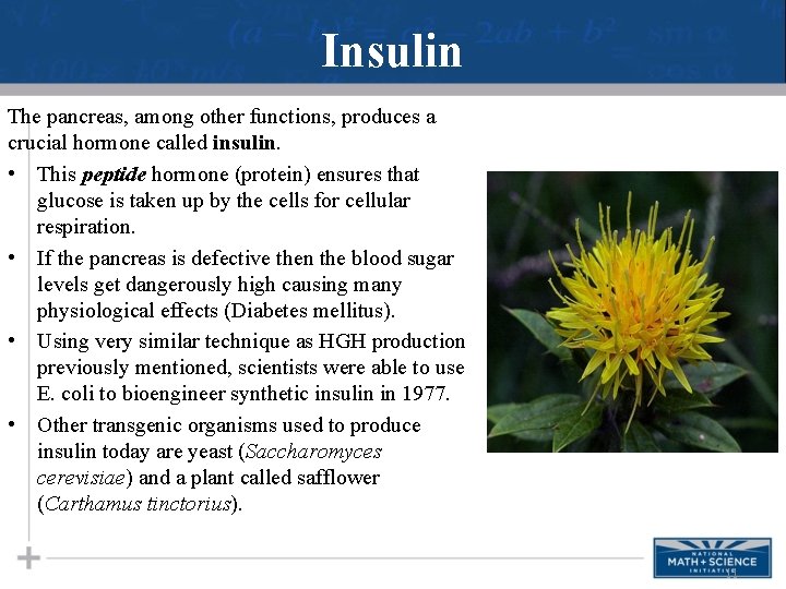 Insulin The pancreas, among other functions, produces a crucial hormone called insulin. • This