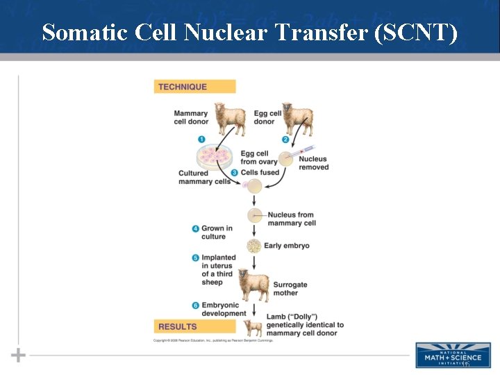 Somatic Cell Nuclear Transfer (SCNT) 16 