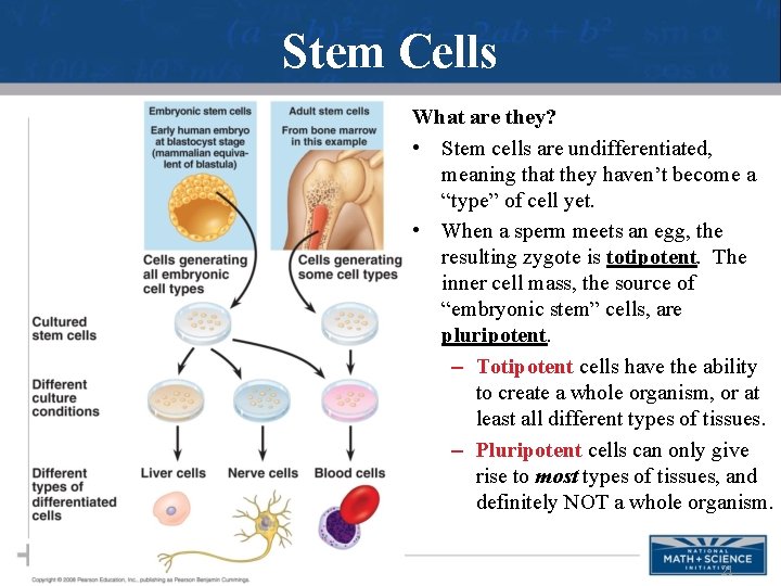 Stem Cells What are they? • Stem cells are undifferentiated, meaning that they haven’t