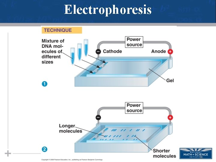 Electrophoresis 26 