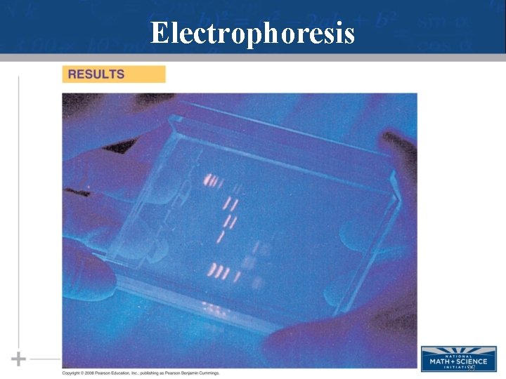 Electrophoresis 27 