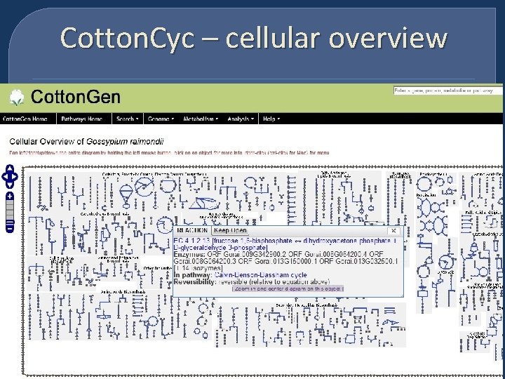 Cotton. Cyc – cellular overview 