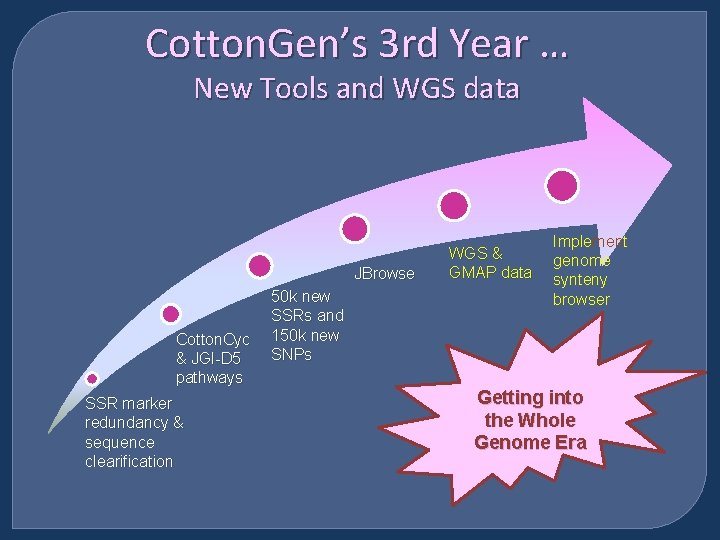 Cotton. Gen’s 3 rd Year … New Tools and WGS data JBrowse Cotton. Cyc