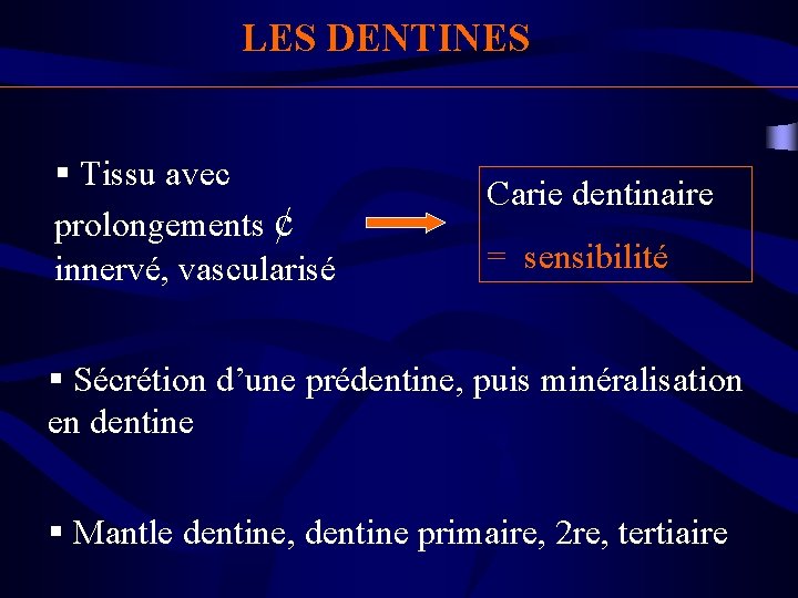 LES DENTINES § Tissu avec prolongements ¢ innervé, vascularisé Carie dentinaire = sensibilité §