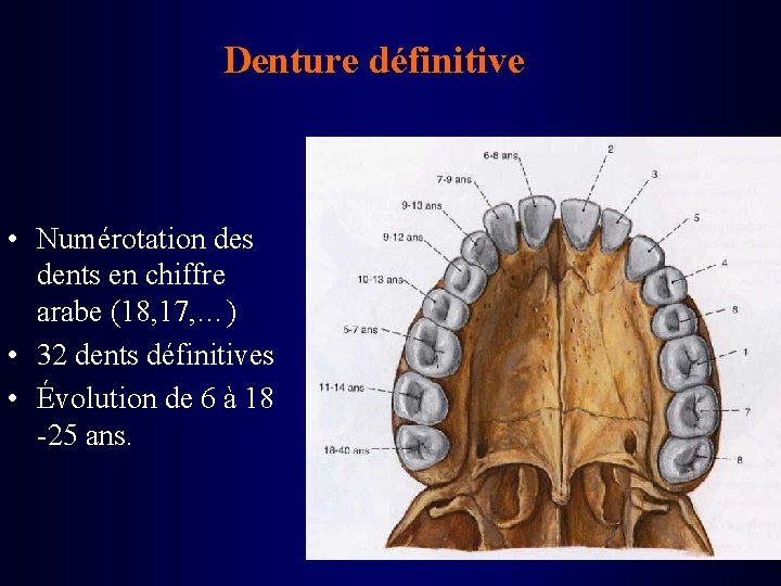 Denture définitive • Numérotation des dents en chiffre arabe (18, 17, …) • 32