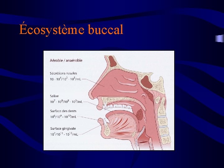 Écosystème buccal 