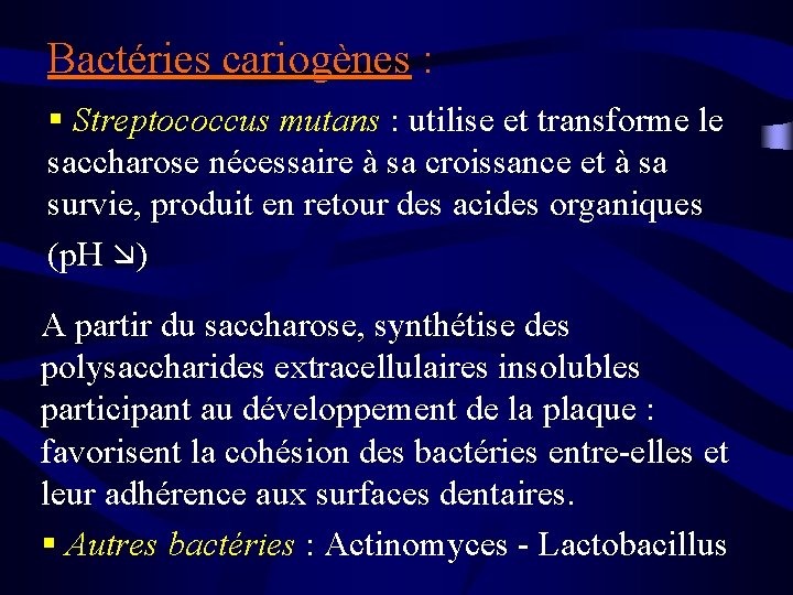 Bactéries cariogènes : Bactéries cariogènes § Streptococcus mutans : utilise et transforme le saccharose