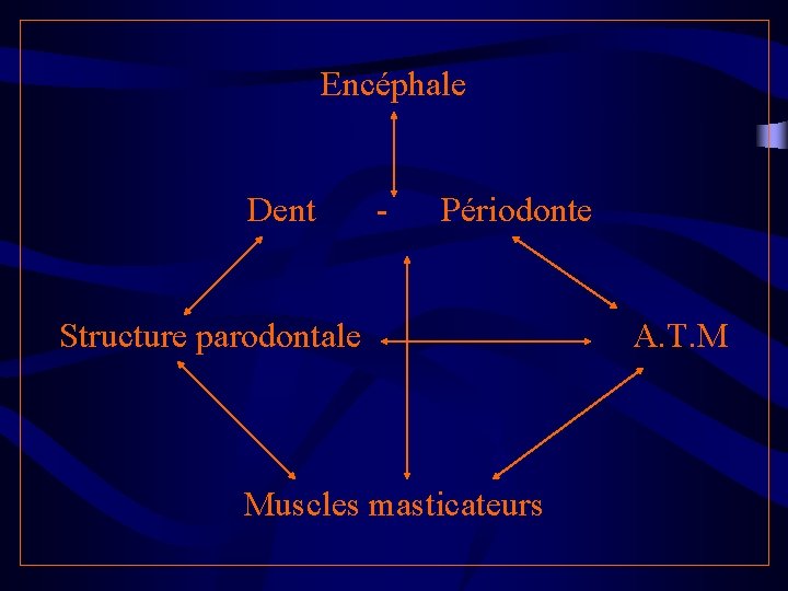 Encéphale Dent - Périodonte Structure parodontale A. T. M Muscles masticateurs 