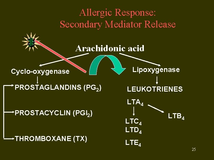 Allergic Response: Secondary Mediator Release Arachidonic acid Cyclo-oxygenase PROSTAGLANDINS (PG 2) Lipoxygenase LEUKOTRIENES LTA