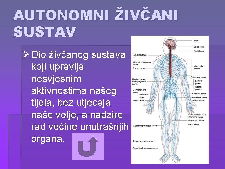 AUTONOMNI ŽIVČANI SUSTAV Ø Dio živčanog sustava koji upravlja nesvjesnim aktivnostima našeg tijela, bez