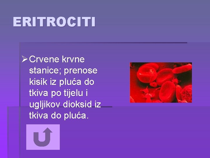 ERITROCITI Ø Crvene krvne stanice; prenose kisik iz pluća do tkiva po tijelu i